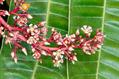 Mangifera ordata